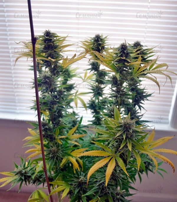 Семена сорта White Rush Auto (Dr. Krippling Seeds) — изображение 10
