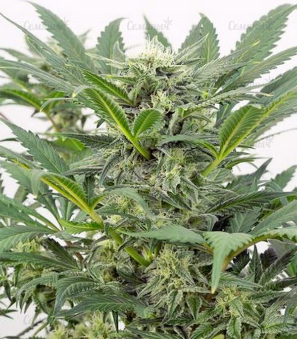 Семена сорта Chemdog Millionaire (Dr. Krippling Seeds) — изображение 5