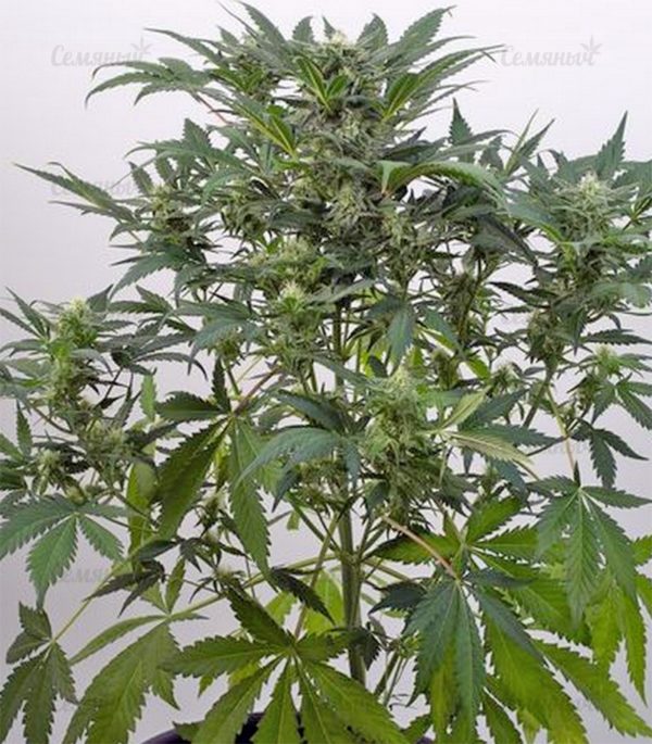 Семена сорта Chemdog Millionaire (Dr. Krippling Seeds) — изображение 6