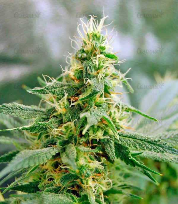 Семена сорта Holy Grail 69 (Samsara Seeds) — изображение 4