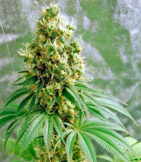 Семена сорта Holy Grail 69 (Samsara Seeds) — изображение 6