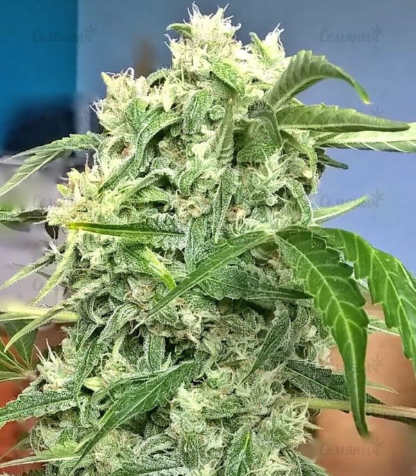 Семена сорта Original Berry (Victory Seeds) — изображение 4
