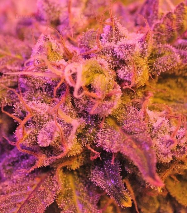 Семена сорта Original Berry (Victory Seeds) — изображение 5