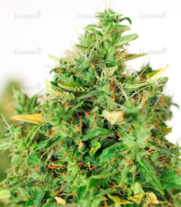 Семена сорта Original Berry (Victory Seeds) — изображение 6
