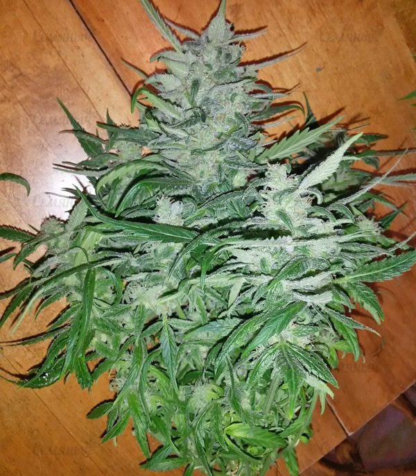 Семена сорта Original Berry (Victory Seeds) — изображение 7