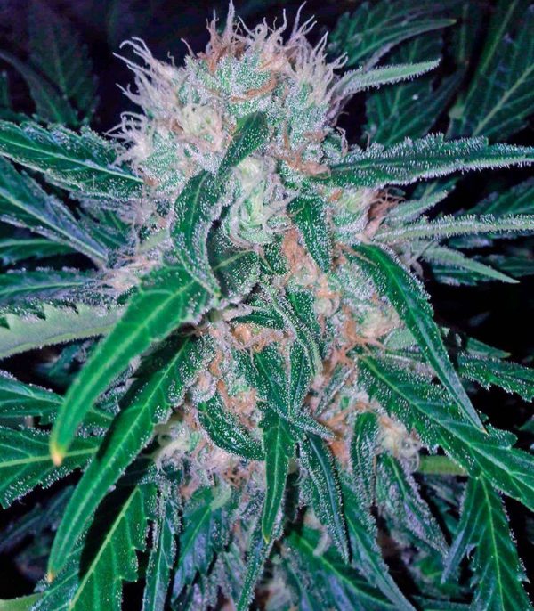 Семена сорта Auto Kryptonite (Pyramid Seeds) — изображение 5