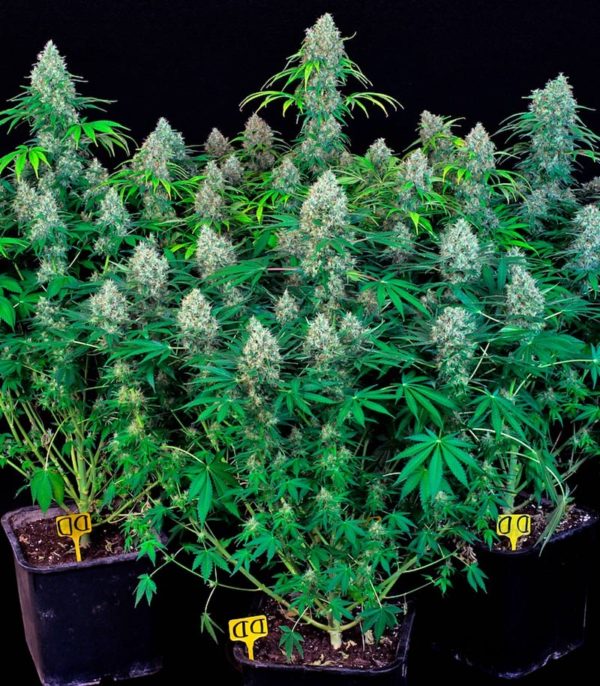 Семена сорта Green Love Potion (Samsara Seeds) — изображение 4