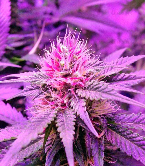 Семена сорта Green Love Potion (Samsara Seeds) — изображение 5