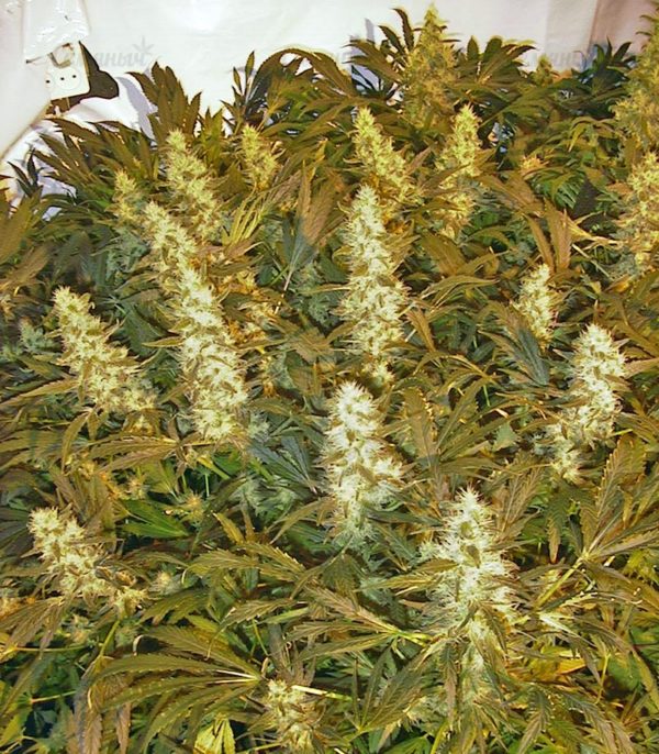 Семена сорта Lemon Kush (Female Seeds) — изображение 4