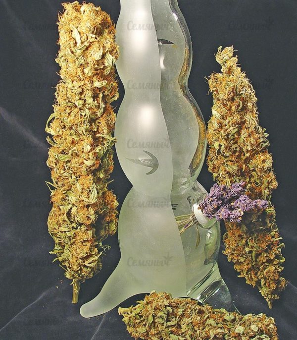 Семена сорта Lemon Kush (Female Seeds) — изображение 5