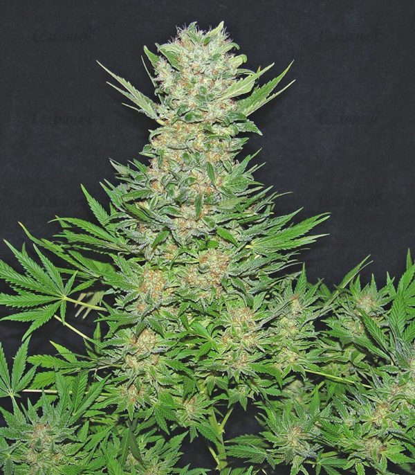 Семена сорта Lemon Kush (Female Seeds) — изображение 6