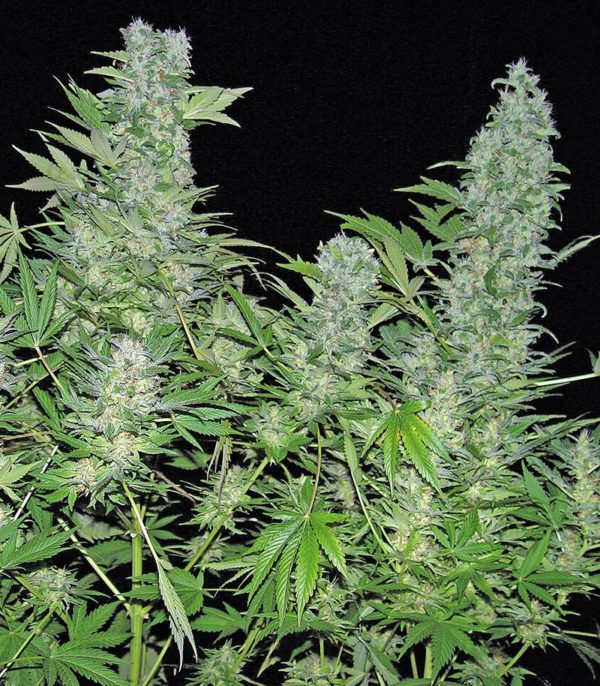 Семена сорта Lemon Kush (Female Seeds) — изображение 7