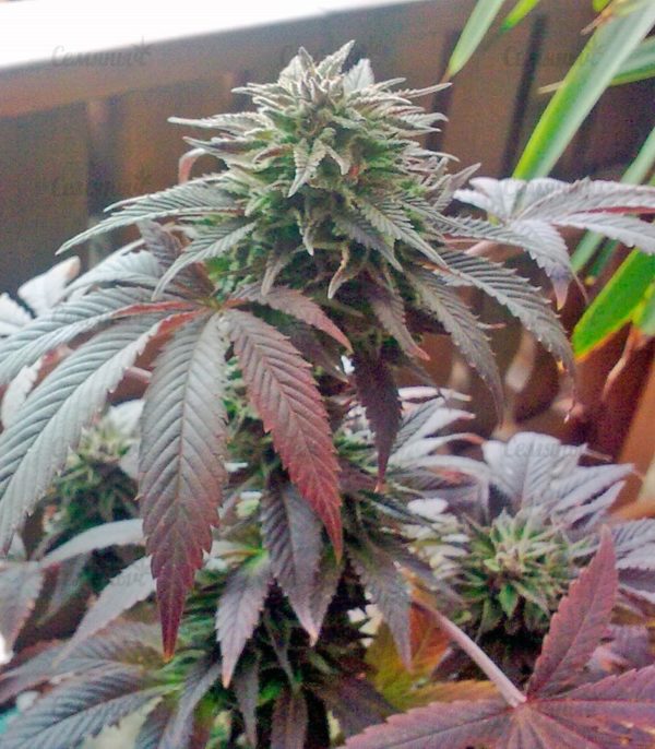 Семена сорта Northern Light Blue (Delicious Seeds) — изображение 4