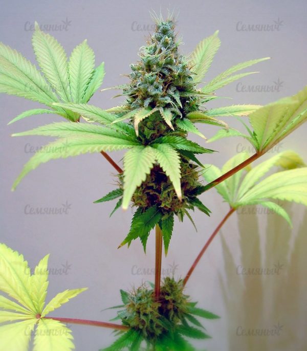 Семена сорта Northern Light Blue (Delicious Seeds) — изображение 5