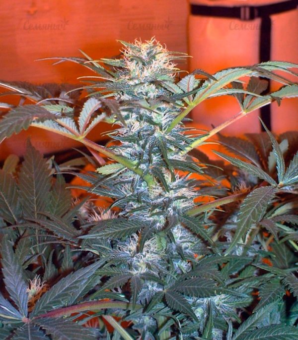 Семена сорта Northern Light Blue (Delicious Seeds) — изображение 6