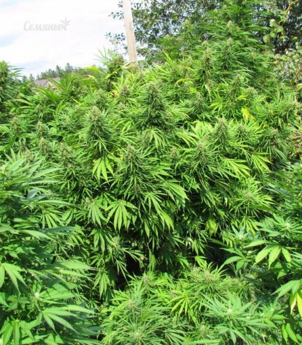 Семена сорта Ice Cool CBD (Sweet Seeds) — изображение 2