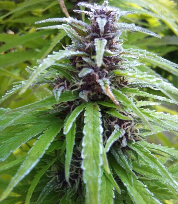 Семена сорта Ice Cool CBD (Sweet Seeds) — изображение 3