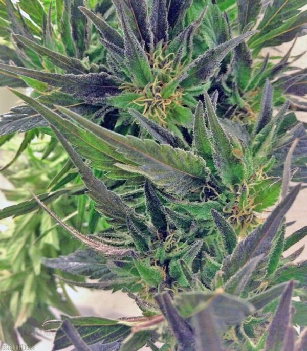 Семена сорта Ice Cool CBD (Sweet Seeds) — изображение 4