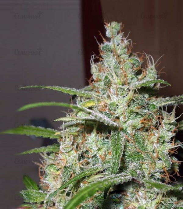 Семена сорта Blueberry Cheese Auto (Blue Cheese Auto) — изображение 4
