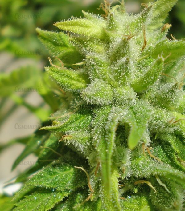 Семена сорта Blueberry Cheese Auto (Blue Cheese Auto) — изображение 5