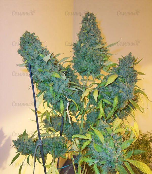 Семена сорта Blueberry Cheese Auto (Blue Cheese Auto) — изображение 6
