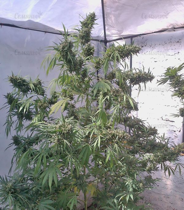 Семена сорта Blueberry Cheese Auto (Blue Cheese Auto) — изображение 7
