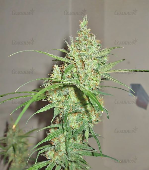 Семена сорта Blueberry Cheese Auto (Blue Cheese Auto) — изображение 8