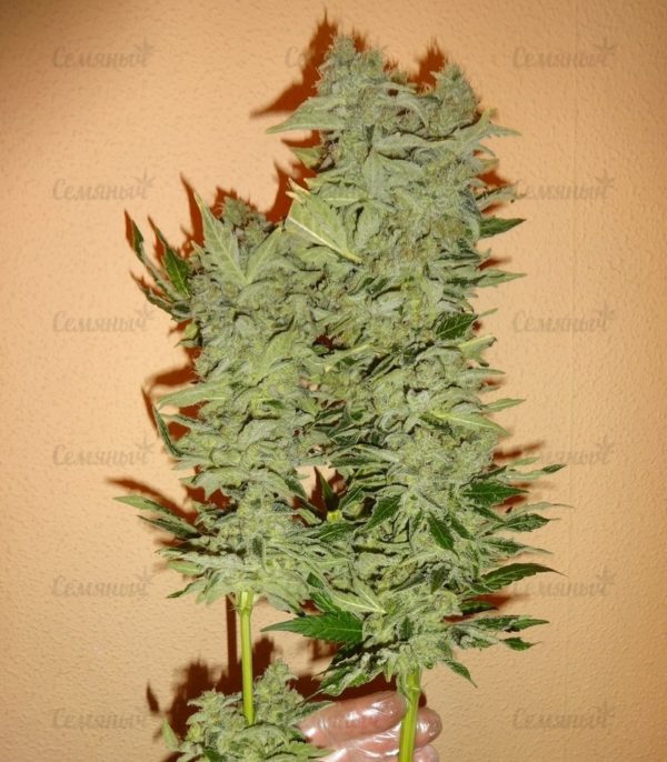 Семена сорта Auto Bubblegum+ Pro (Auto Bubblegum+) — изображение 2
