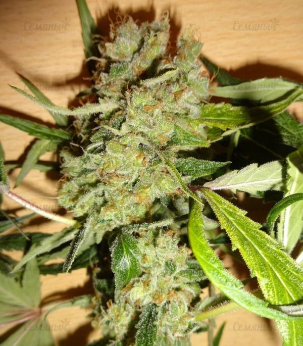Семена сорта Auto Bubblegum+ Pro (Auto Bubblegum+) — изображение 3