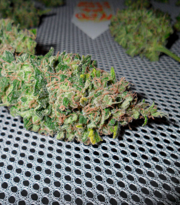 Семена сорта Auto Wembley (Pyramid Seeds) — изображение 3