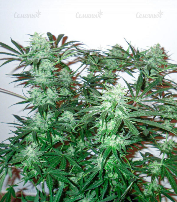 Семена сорта Auto Wembley (Pyramid Seeds) — изображение 5
