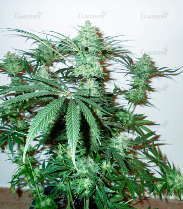 Семена сорта Auto Wembley (Pyramid Seeds) — изображение 6