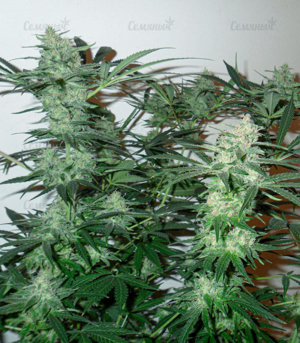Семена сорта Auto Wembley (Pyramid Seeds) — изображение 7