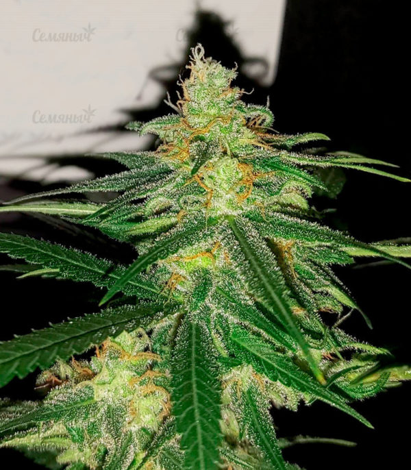 Семена сорта Auto Wembley (Pyramid Seeds) — изображение 4