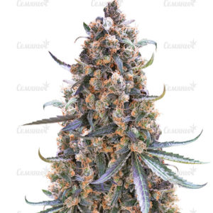 Семена сорта Auto Wembley (Pyramid Seeds)