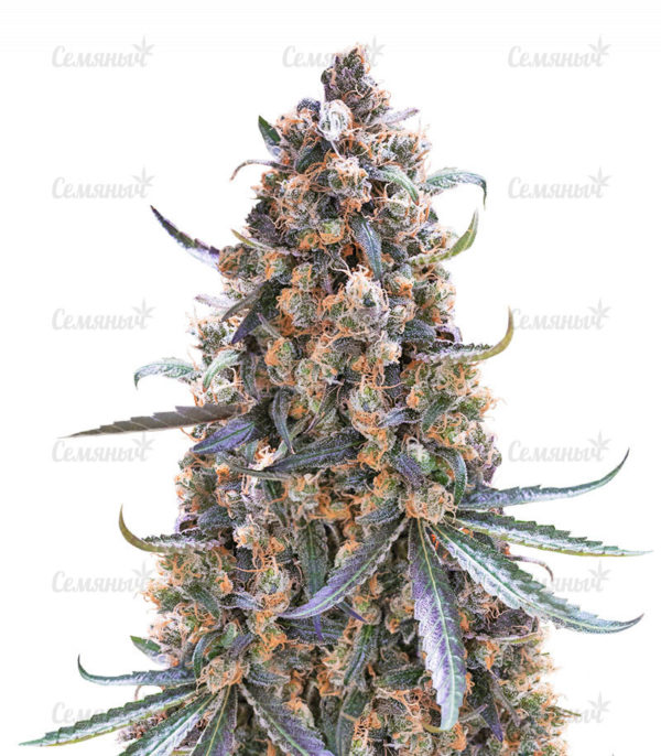 Семена сорта Auto Wembley (Pyramid Seeds)