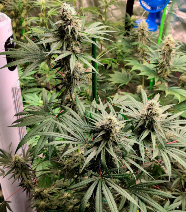 Семена сорта Auto Northern Lights (Pyramid Seeds) — изображение 2