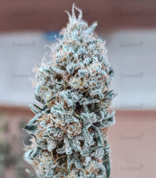 Семена сорта Auto Northern Lights (Pyramid Seeds) — изображение 3