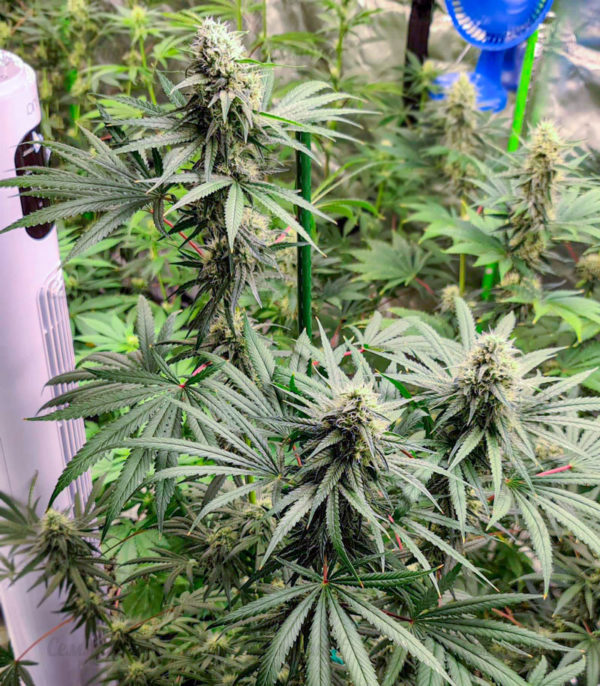 Семена сорта Auto Northern Lights (Pyramid Seeds) — изображение 5