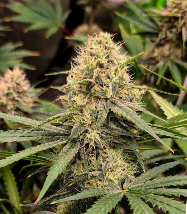 Семена сорта Auto Northern Lights (Pyramid Seeds) — изображение 4