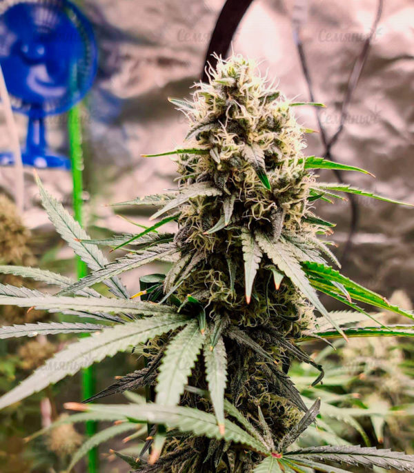 Семена сорта Auto Northern Lights (Pyramid Seeds) — изображение 6