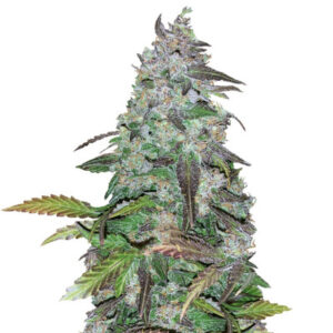 Семена сорта Fastberry Auto (FastBuds)