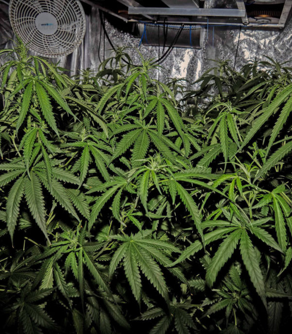 Семена сорта Fruit Punch (Heavyweight Seeds) — изображение 7