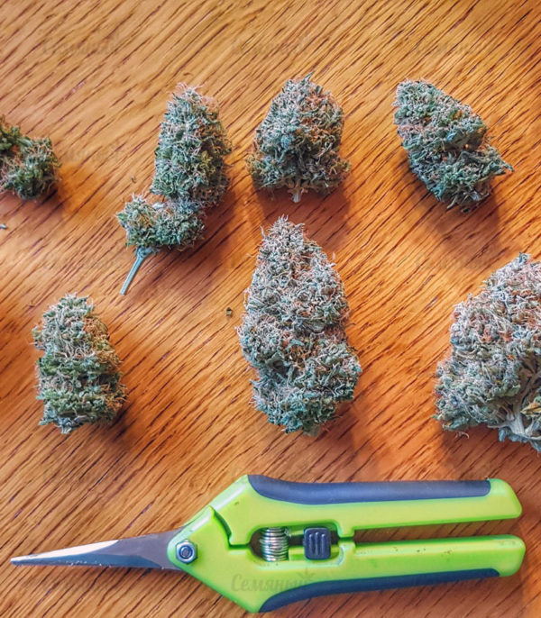 Семена сорта Fruit Punch (Heavyweight Seeds) — изображение 6