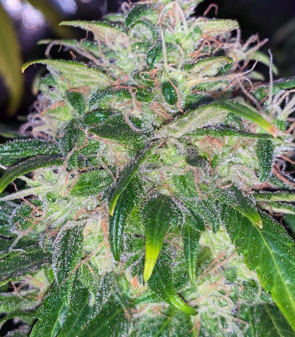 Семена сорта Fruit Punch (Heavyweight Seeds) — изображение 5
