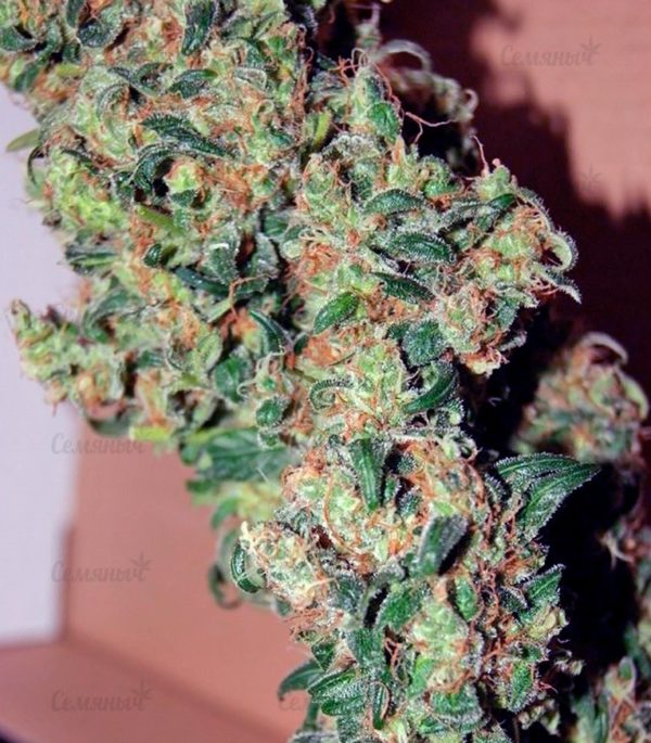 Семена сорта Spiritual Punk (Samsara Seeds) — изображение 6