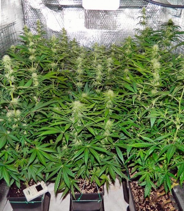 Семена сорта Spiritual Punk (Samsara Seeds) — изображение 7