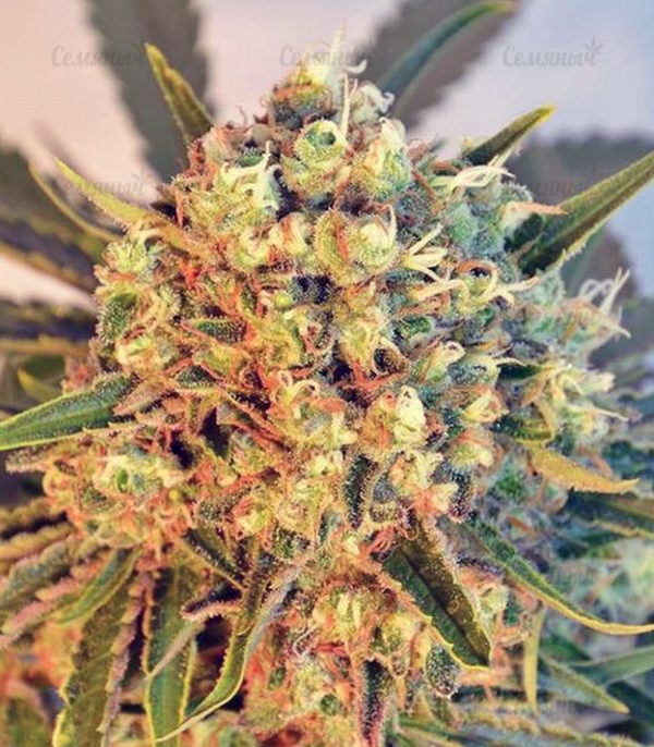 Семена сорта Spiritual Punk (Samsara Seeds) — изображение 8