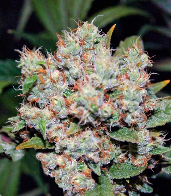 Семена сорта Spiritual Punk (Samsara Seeds) — изображение 9
