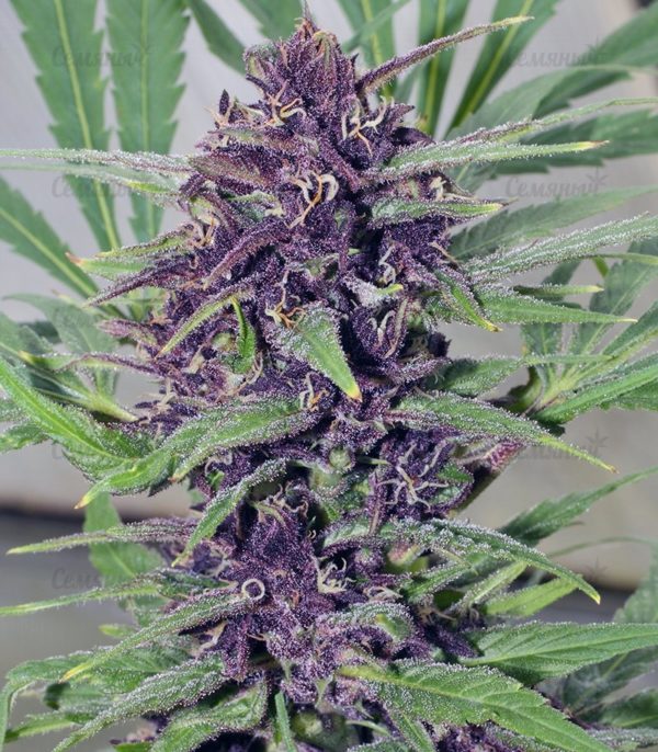 Семена сорта Chronic Ryder auto (Doctor’s Choiсe) — изображение 9